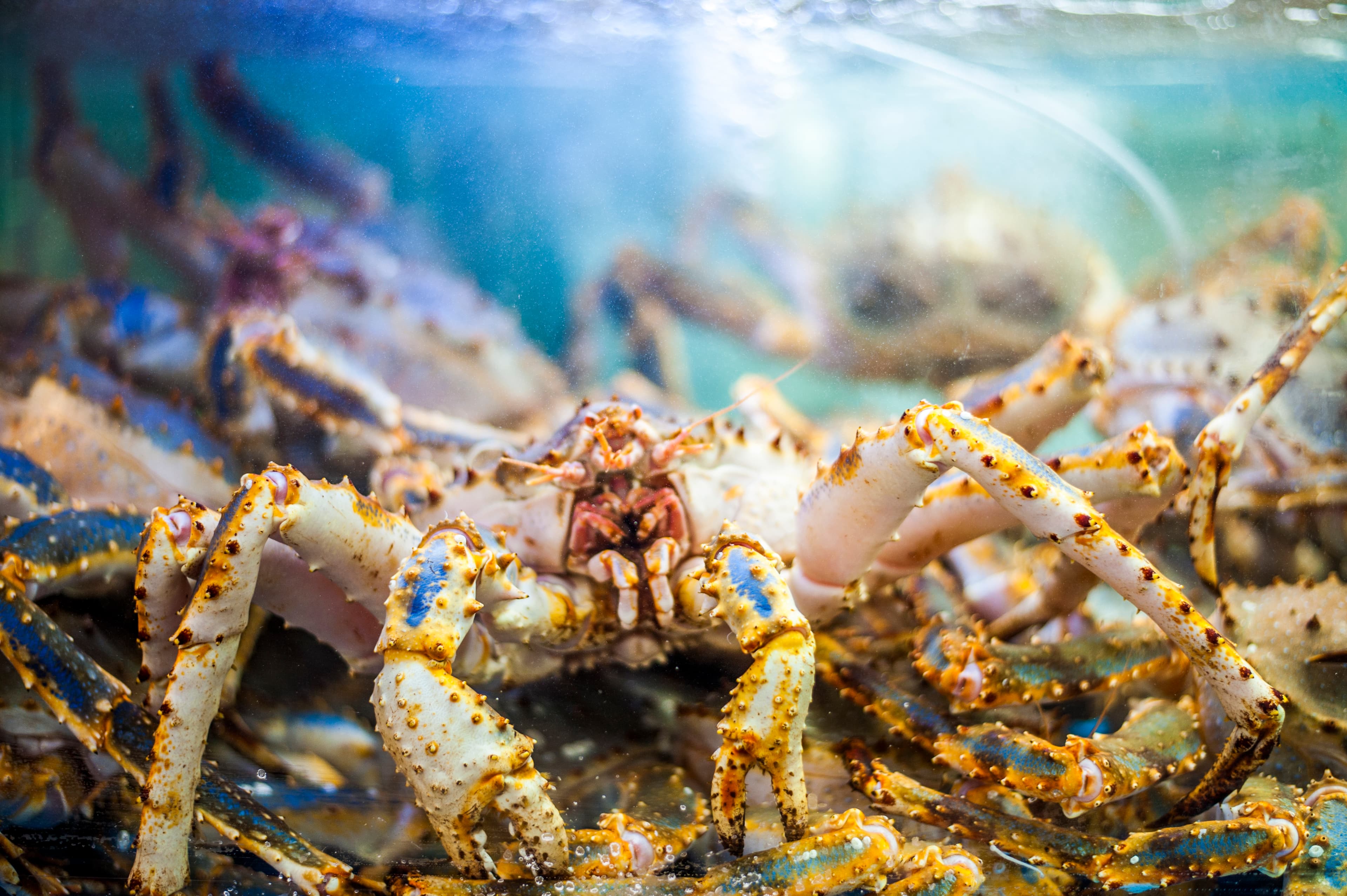 King Crab