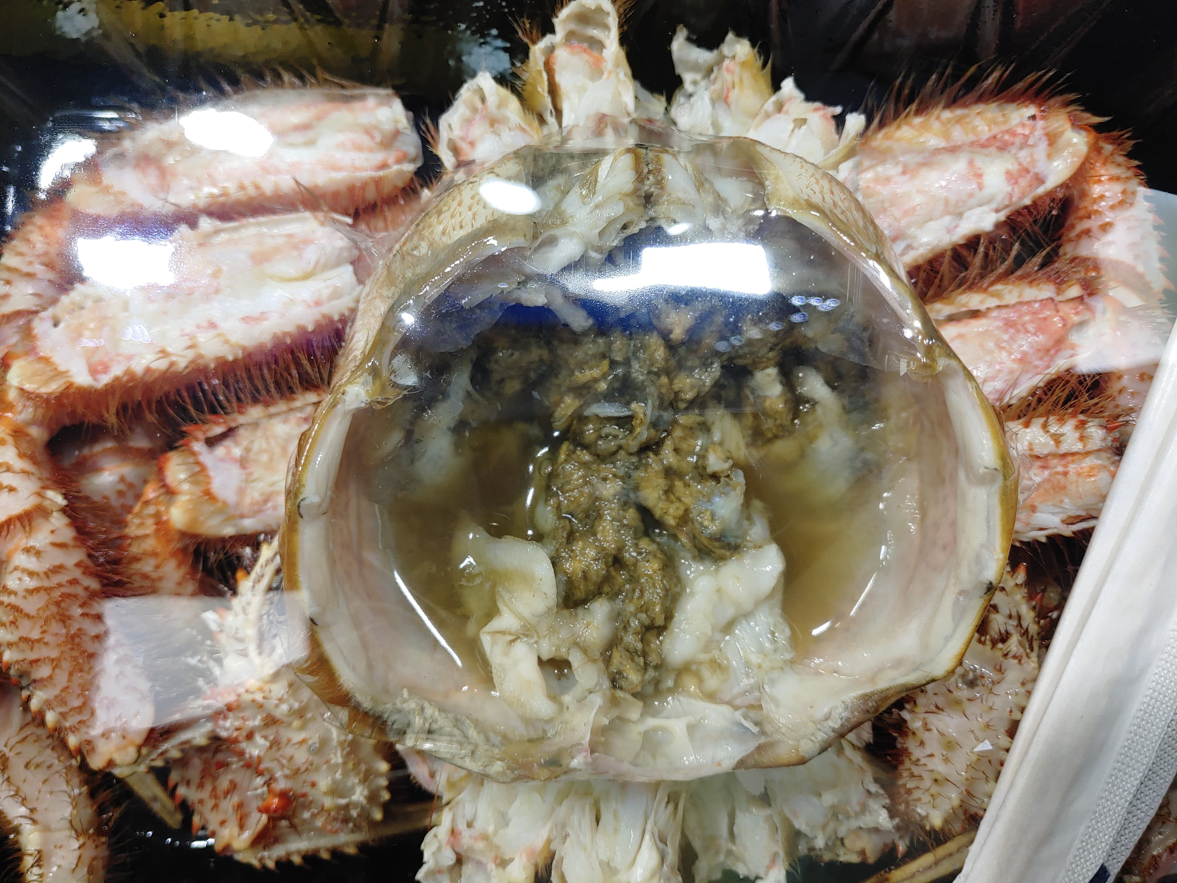 Horsehair crab